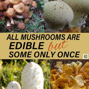 All Mushrooms are Edible