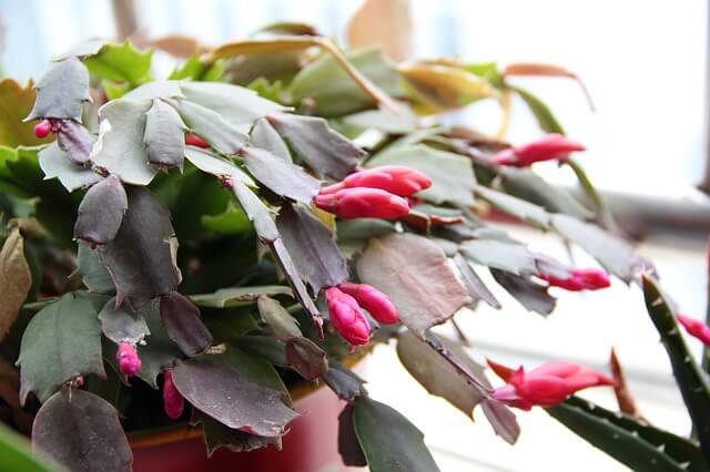 Christmas Cactus Not Blooming? Here is how to get it to bloom