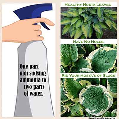 Slug Prevention of Hostas - Hostas are extremely easy to grow and add visual appeal to flower beds. They are hardy plants that look wonderful in any season. There is one garden pest that feels the same appeal toward hostas as we do. The slug. Here are some ideas for slug prevention of hostas.
