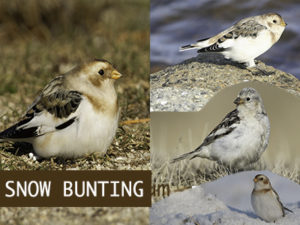 Snow Bunting Birds