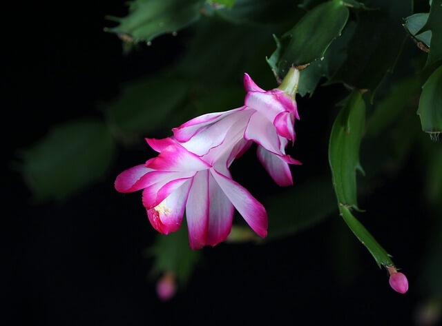 Christmas Cactus Not Blooming? Here is how to get it to bloom