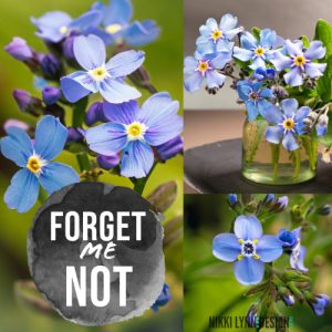 Forget Me Not Wildflower