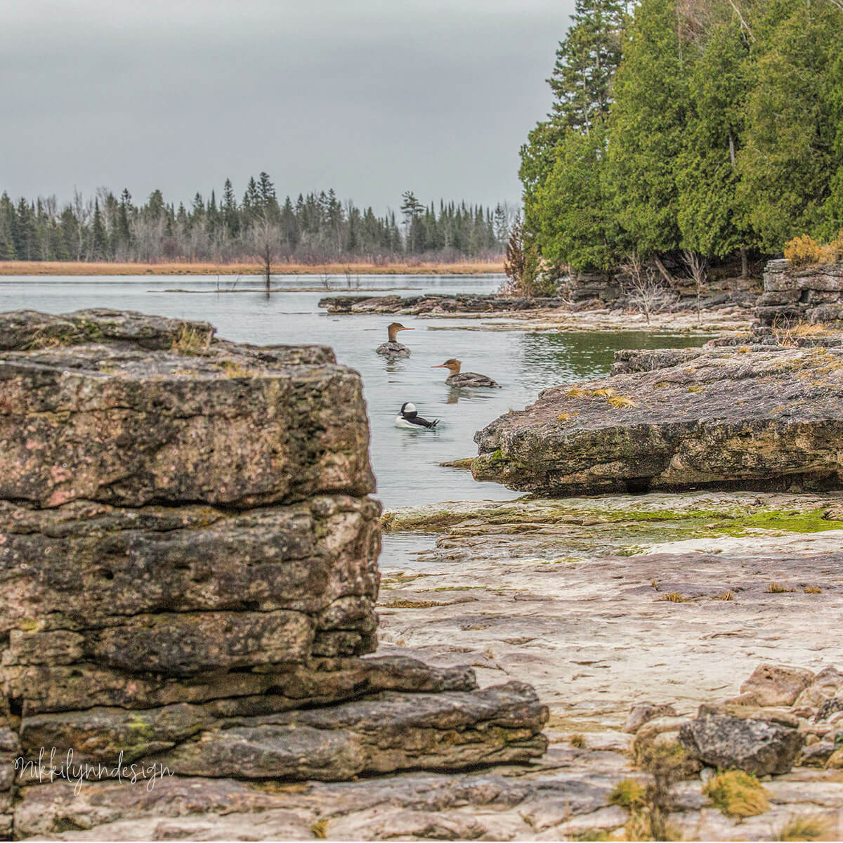 Waterfowl swimming along the rocky shoreline at Toft Point Natural Area in Door County Wisconsin