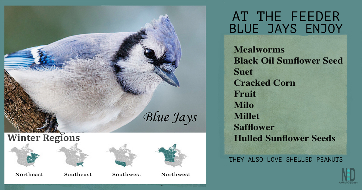 all about blue jays
