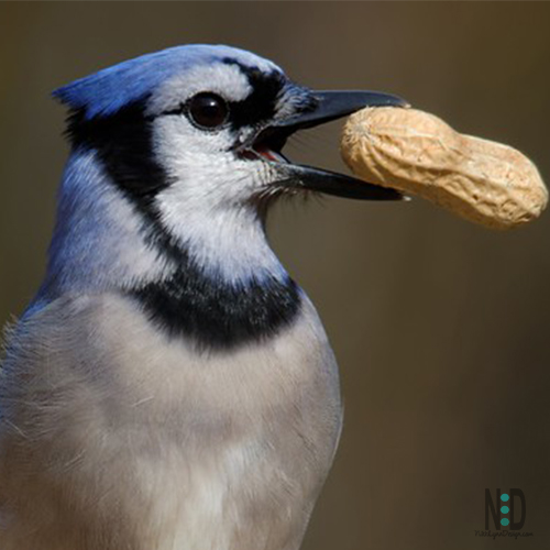 All About the Blue Jays