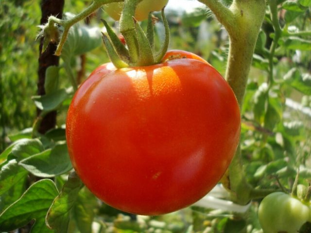 Tomato Watering Tips - Easy Way to Water Tomatoes
