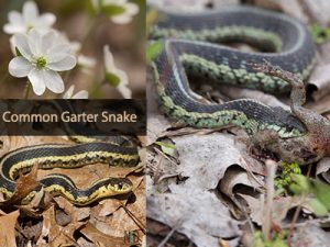 Common Garter Snakes Emer...