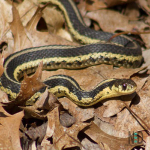Common Garter Snakes Emerge From Hibernation - Around a week before St Patrick's Day common garter snakes emerge from hibernation in Wisconsin