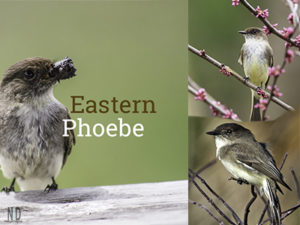 Eastern Phoebe