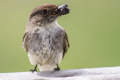 The Eastern Phoebe in Wisconsin collects mud to build it's nest. It often nests on human structures such as bridges and buildings. Nesting activity may start as early as the first days of April.