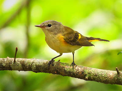 Female American Redstart