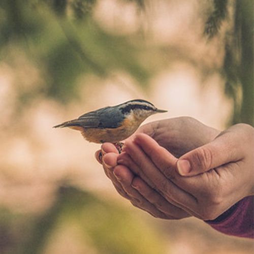 Handfeeding Chickadees and Nuthatches