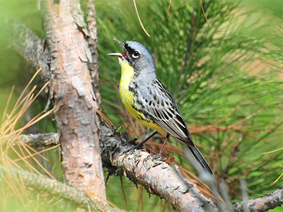 Male Kirtland's Warbler