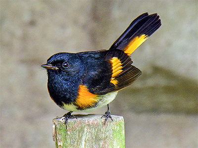 Black and Orange Warbler