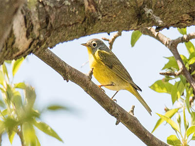 Nashville Warbler - Yellow, Gray Warbler With White Eye Ring Wisconsin Warbler