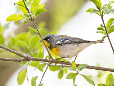 Northern Parula Warbler