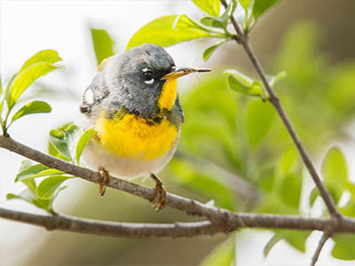 Yellow, Gray White Warbler With White Eye Ring Wisconsin Warbler