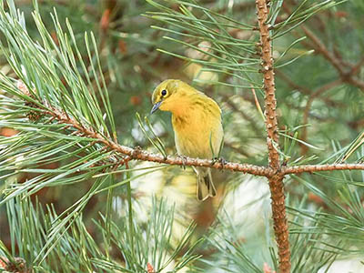 Pine Warbler in a pine tree.