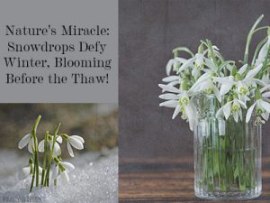 Snowdrop Flowers