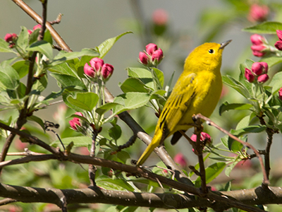 Yellow Warbler - Adult Male: Upper parts bright yellowish olive-green, brightest on rump; forehead bright yellow; front of crown sometimes tinged with orange; wing-feathers edged with yellow; underparts yellow; breast and belly streaked with rufous coloring.
Adult Female: Upper parts yellowish-green, darker than in the male; lighter on forehead and rump; underparts paler and duller, usually unstreaked.