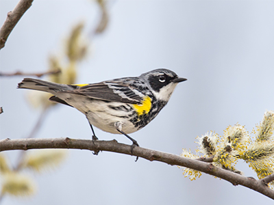 Yellow rumped warbler - The male Yellow-rumped Warbler in Spring and Sunimcr has a yellow patch on the crown, and either side of the breast; upperparts bluish-gray, streaked with black; two white wing-bars; tail black, with gray edgings; outer pair of tail-feathers with large spots of white. Adult Female is similar but smaller, and colors duller; upperparts browner; breast simply streaked with black. The breast and upper belly are heavily marked with black.
