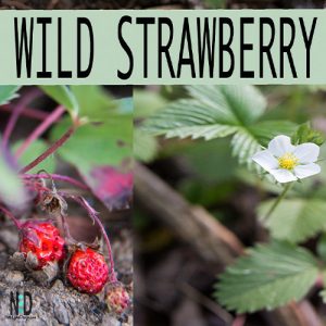 A picture of a wild strawberry plant in the Midwest. The picture has the white flowers and red juicy berries.