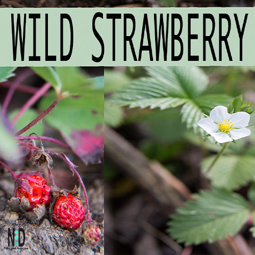 A picture of a wild strawberry plant in the Midwest. The picture has the white flowers and red juicy berries.