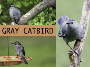 Catbird Cries