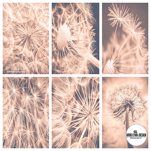 Soft Fairytale Pink Dandelion Art Prints