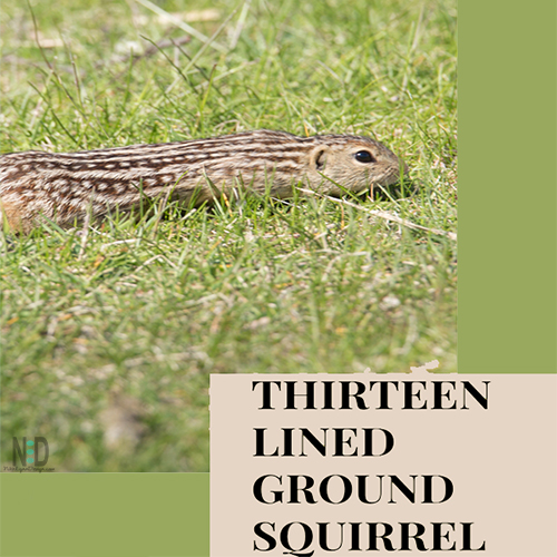 Thirteen Lined Ground Squirrel
