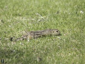 Thirteen Lined Ground Squ...