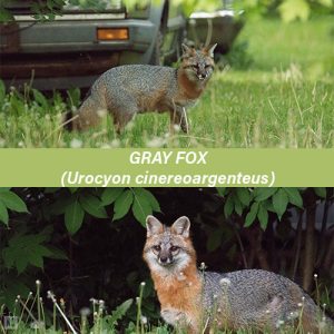 Gray Fox