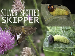 Silver Spotted Skipper