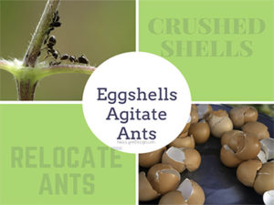 Eggshells Agitate Ants