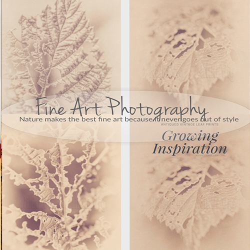 Growing Inspiration Fine Art Photography Leaf Wall Art