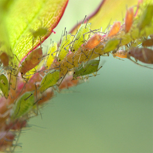 How to get rid of aphids in the garden