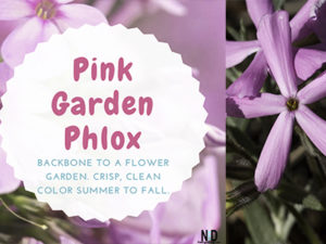 Pink Garden Phlox