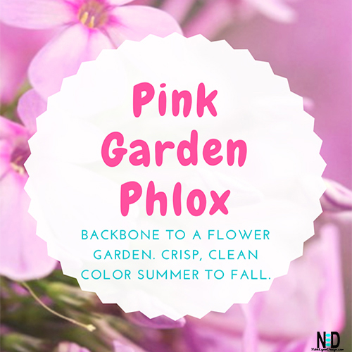 Pink Garden Phlox - Crisp, Clean Color Summer to Fall for Flower Gardens