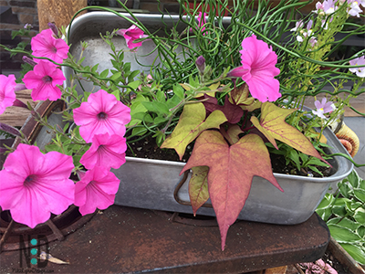 Roasting Pan Flower Container