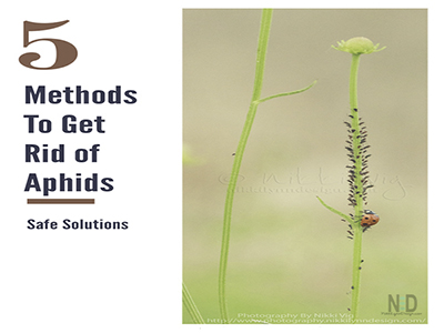 Safe Solution for Aphids