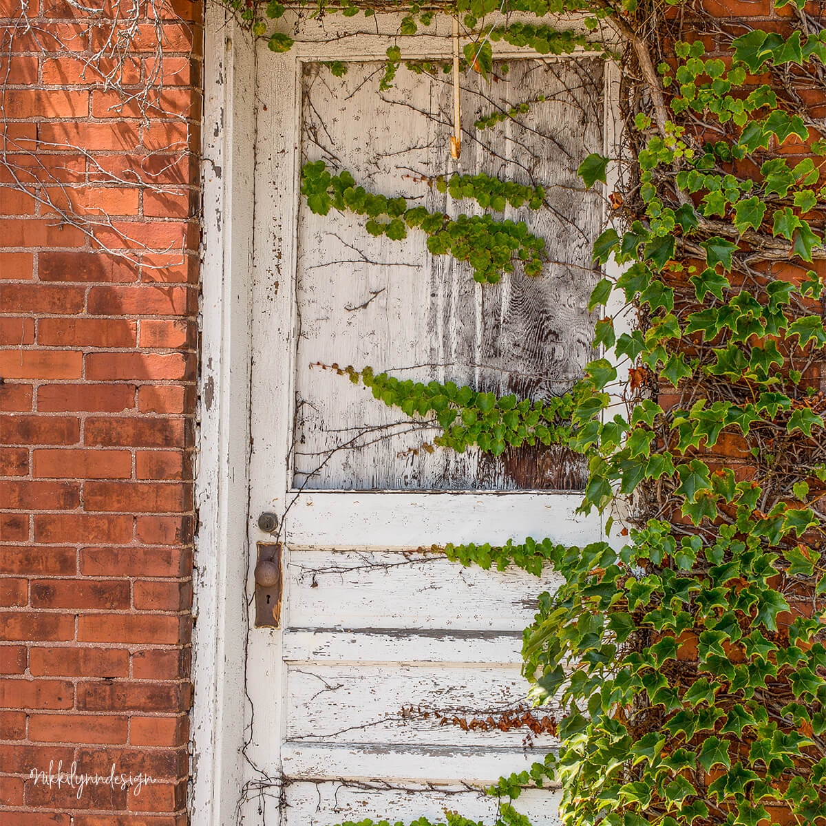 Weathered white farmhouse door with ivy growing on a historic Belgian brick building in Brussels Wisconsin