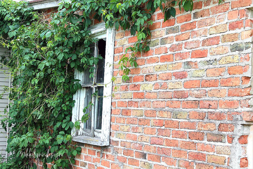 Historic Belgian brick farmhouse wall with ivy growing around old wooden window in Door County Wisconsin.