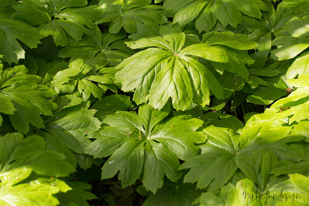 A colony of Mayapple plants with large umbrella-like leaves growing on the forest floor in spring at Turkey Run State Park in Indiana. Mayapple is a common woodland wildflower found in shaded Midwestern forests.