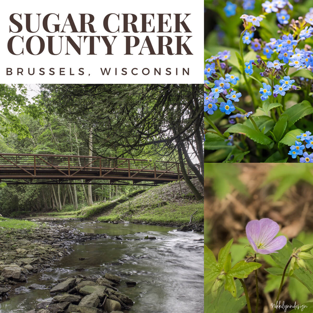 Sugar Creek flowing beneath a wooden footbridge at Sugar Creek County Park near Brussels in southern Door County, Wisconsin with spring wildflowers including forget-me-nots and wild geranium.