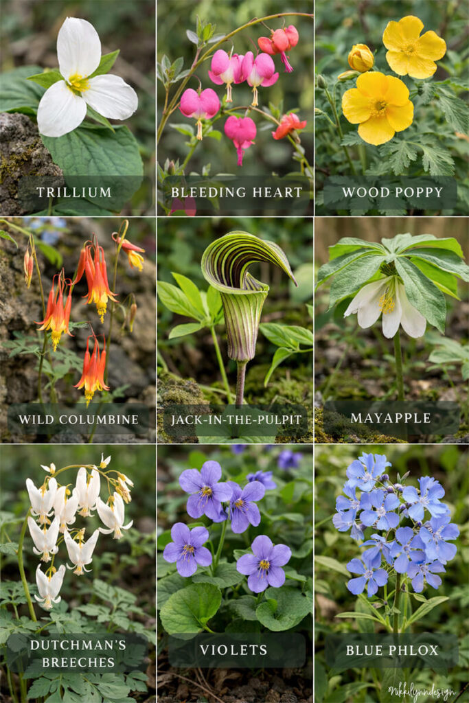 Wildflowers found at Clifty Falls State Park in Indiana including trillium, bleeding heart, wood poppy, wild columbine, jack-in-the-pulpit, mayapple, Dutchman's breeches, violets, and blue phlox.