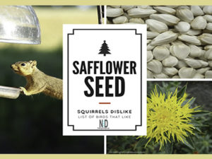 Birds Like Safflower Seed...