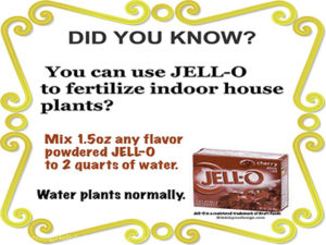 Why Feed Jello to Housepl...