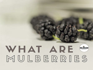 What are Mulberries