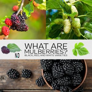 What white,red and black mulberries look like and how to idenify them