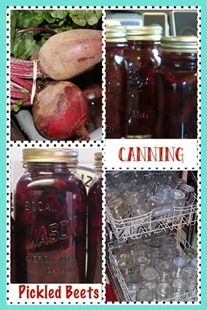 Canning Pickled Beets